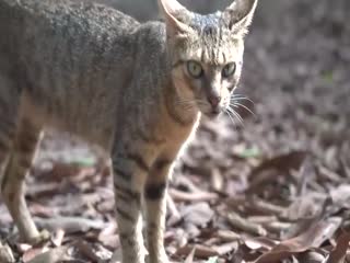 【养眼系列】矜持又没节操的猫-jku